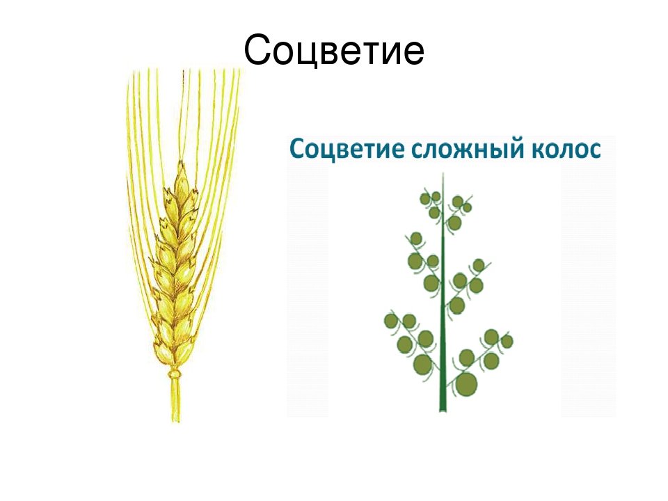 Пшеница простой или сложный. Соцветие пшеницы сложный Колос. Семейство злаковые соцветие. Соцветия семейства злаковых кистью. Строение Колоса пшеницы.