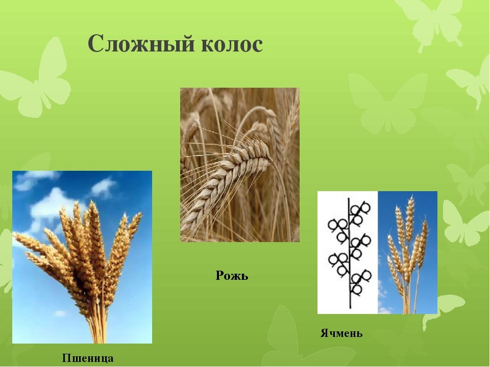 Пшеница простой или сложный. Соцветие пшеницы сложный Колос. Соцветие пырея сложный Колос. Соцветие пшеницы биология. Соцветие сложный Колос биология.