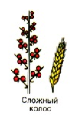 Соцветие Колос схема