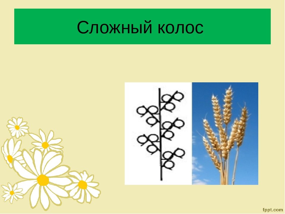 Пшеница простой или сложный. Сложный Колос. Соцветие Колос. Соцветие колосок. Тип соцветия сложный Колос.
