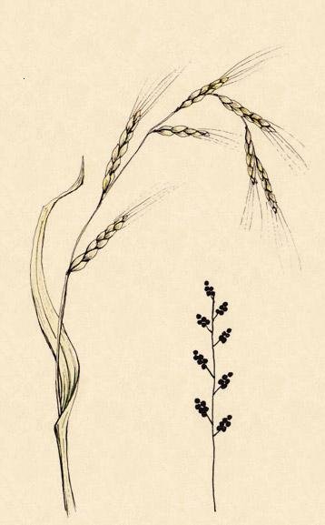 Соцветие Колос