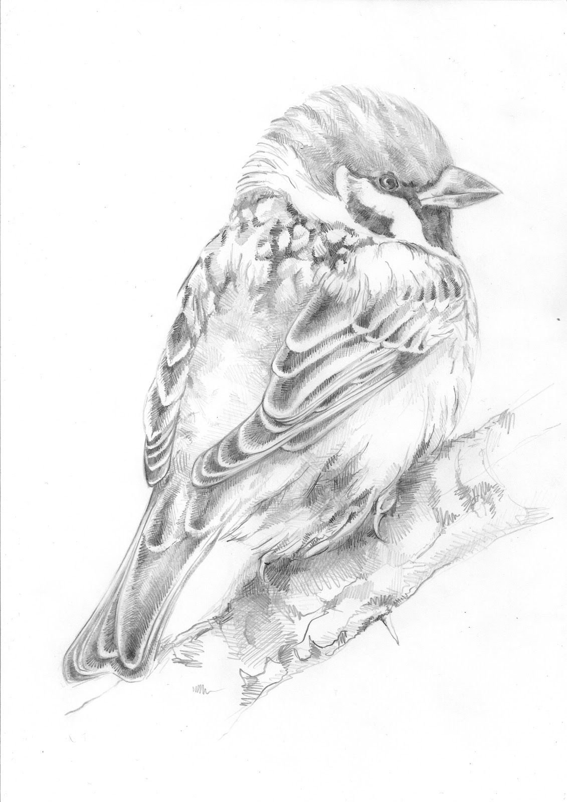 Эскизы птиц для рисования