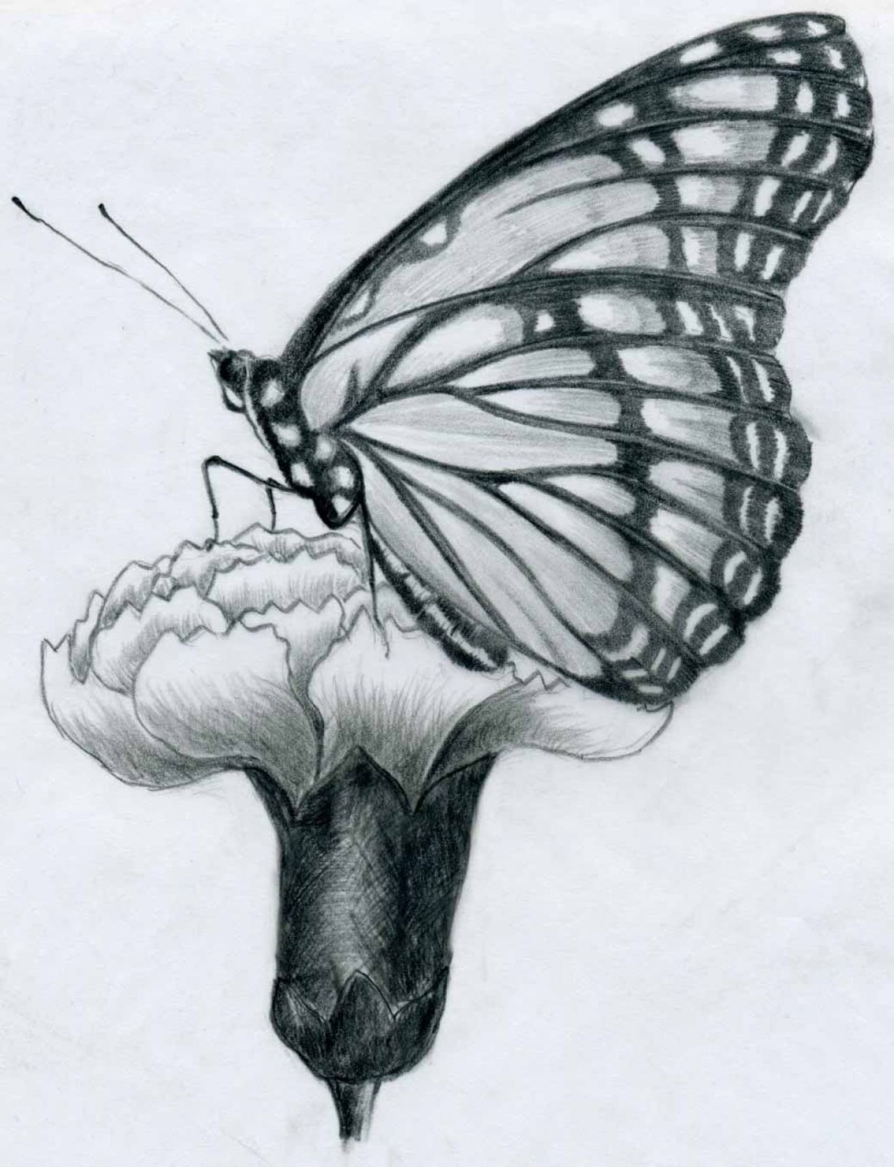 Рисование легкие красивые. Бабочка рисунок карандашом. Красивая бабочка рисунок карандашом. Бабочки карандашом для срисовки. Рисунок бабочки для срисовки.