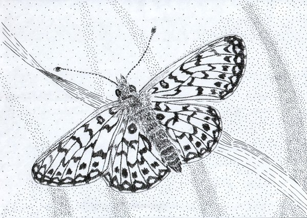 Бабочка шашечница раскраска для детей