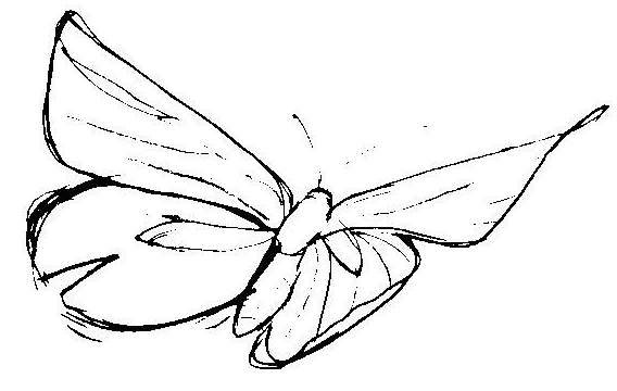 Бабочка скетч