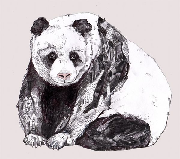 Красивые рисунки панды