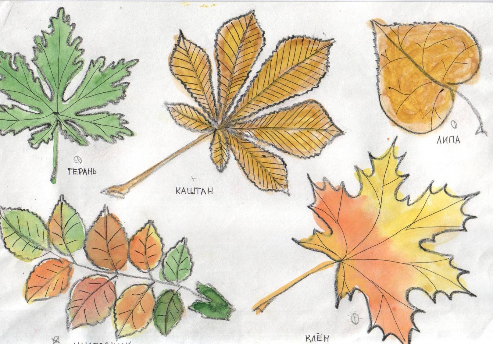 Рисование листьев
