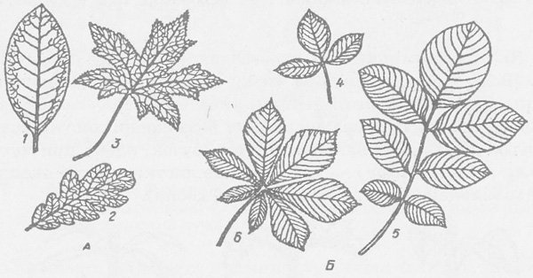 Названия сложных листьев