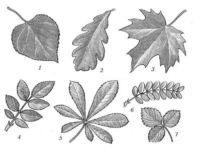 Деревья со сложными листьями