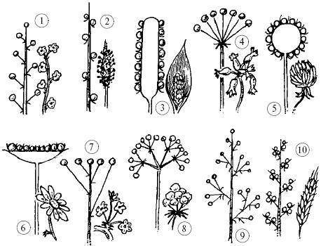 Соцветие колосовидная кисть