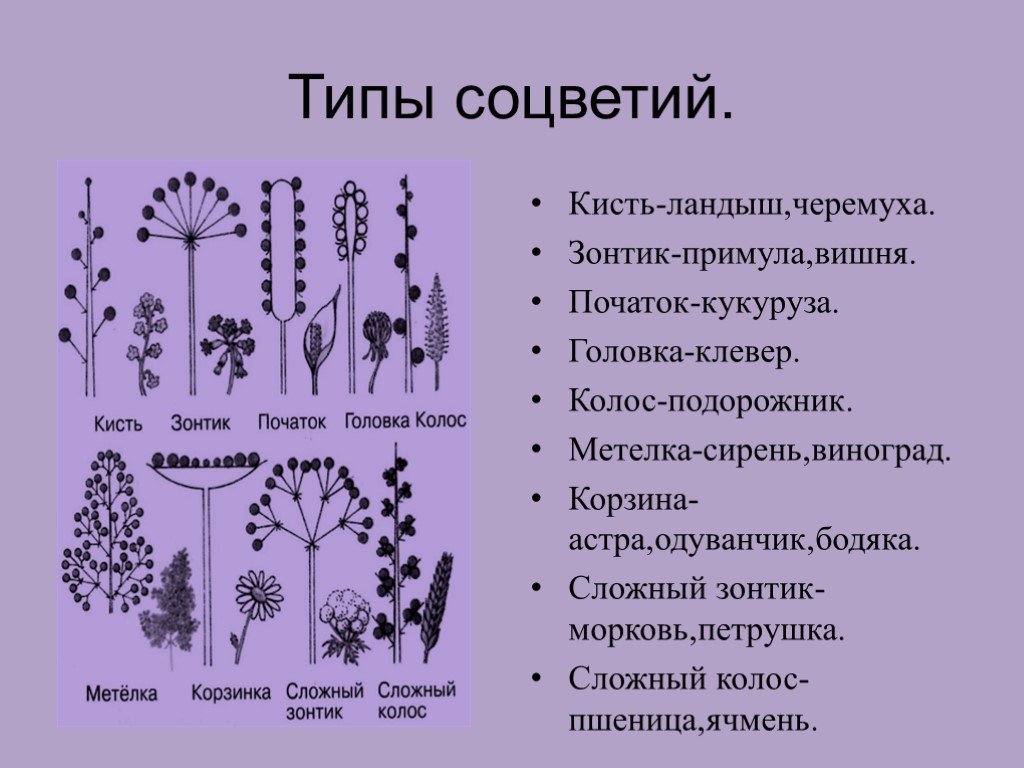 Сложный зонтик соцветие примеры растений. Тип соцветия кисть характерные признаки. Типы соцветий кисть зонтик головка. Характерные признаки типа соцветия сложный зонтик. Строение соцветия сложный зонтик.