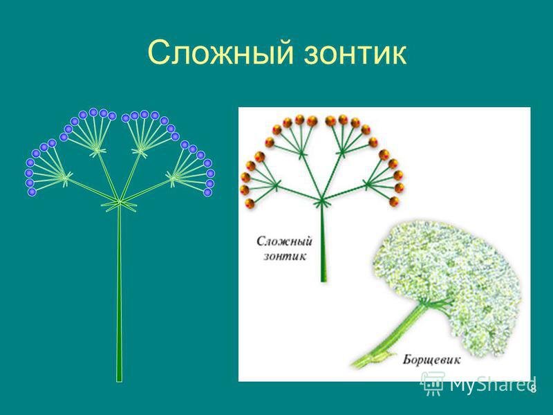 У каких растений зонтик. Сложный зонтик. Сложный зонтик растения. Простой зонтик. Соцветие зонтик.