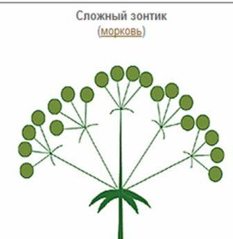 Сложный зонтик растения