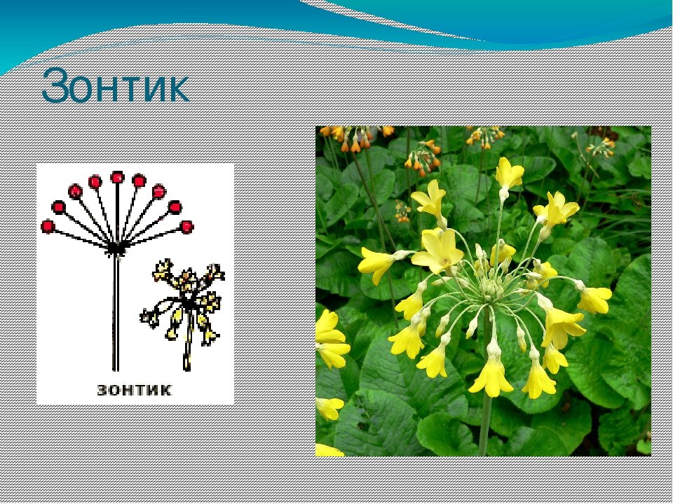 Сложный зонтик соцветие примеры растений. Соцветиезонитк примеры растений. Соцветие зонтик и сложный зонтик. Ложный зонтик соцветие. Тип соцветия зонтик.