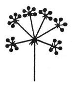 Соцветие зонтичных схема