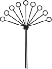 Щитковидно-метельчатые соцветия