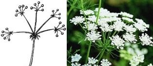 Соцветие метелка морковь