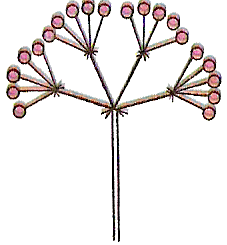 Сложные соцветия сложный щиток