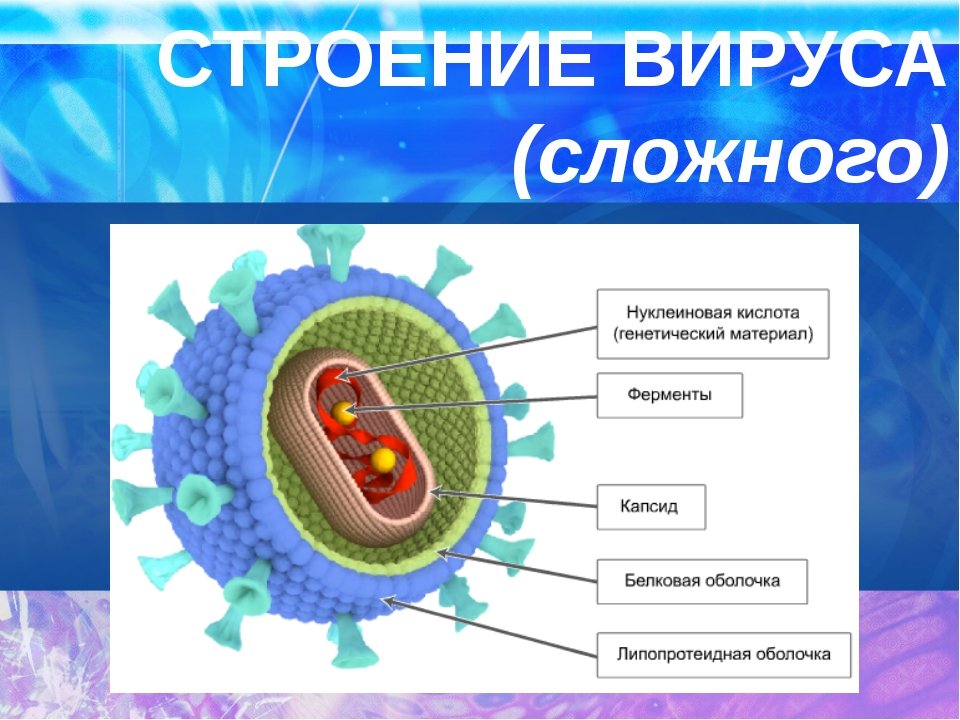 4 строение вирусов. Вирусная клетка строение рисунок. Схема строения клетки вируса. Строение клетки вируса 5 класс. Структура вируса схема.