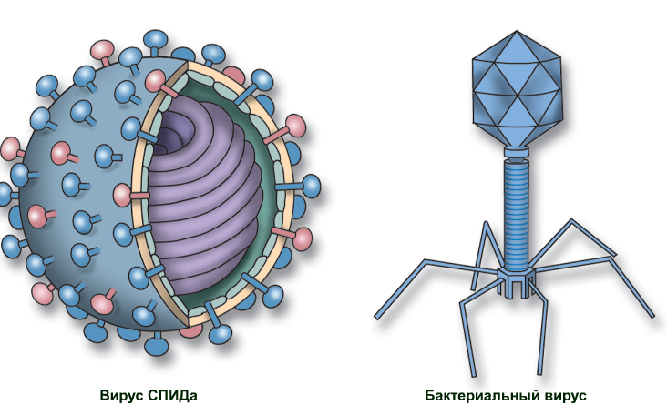 3 строение вируса. Строение вируса 5 класс биология рисунок. Строение клетки вируса рисунок. Строение вируса биология 10. Строение клетки вируса ВИЧ.