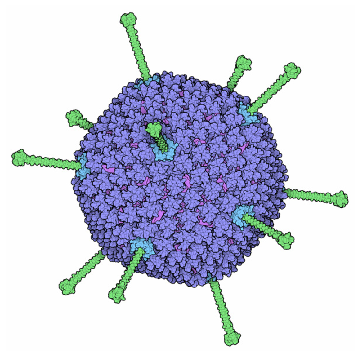 Биология 8 вирусы. Вирус аденовирус рисунок. Аденовирусы бактерии. Вирусы семейства Adenoviridae. Adenoviridae микробиология.