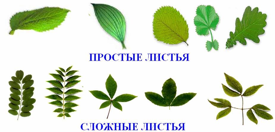 Листы вправо. Простые листья. Сложные листья. Простые и сложные листья. Простые и сложные листья растений.