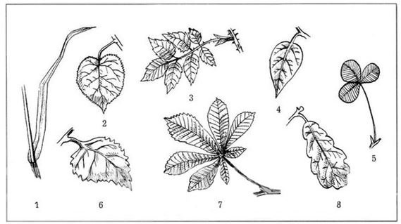 Строение простого и сложного листа
