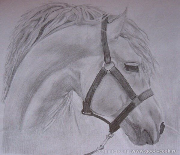 Рисунок лошади карандашом для срисовки