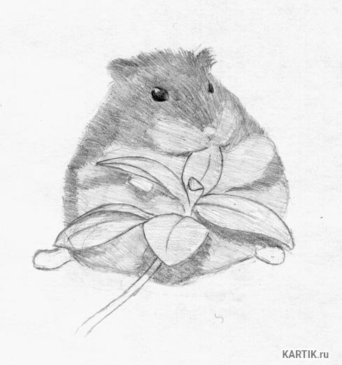 Джунгарский хомячок нарисовать