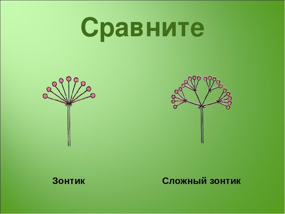 У каких растений зонтик. Сложный зонтик. Соцветие сложный зонтик. Простой и сложный зонтик. Соцветие простой зонтик.