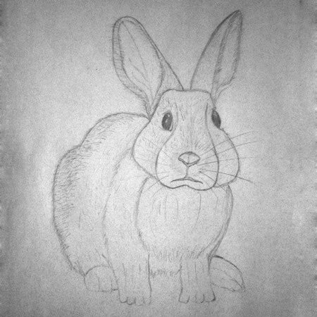 Срисовка взрослого кролика карандашом