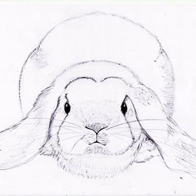 Морда кролика карандашом