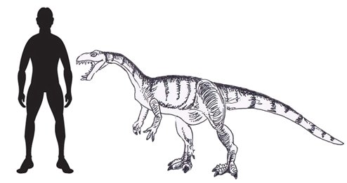 Velociraptor nublariensis