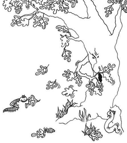 Широколиственный лес раскраска