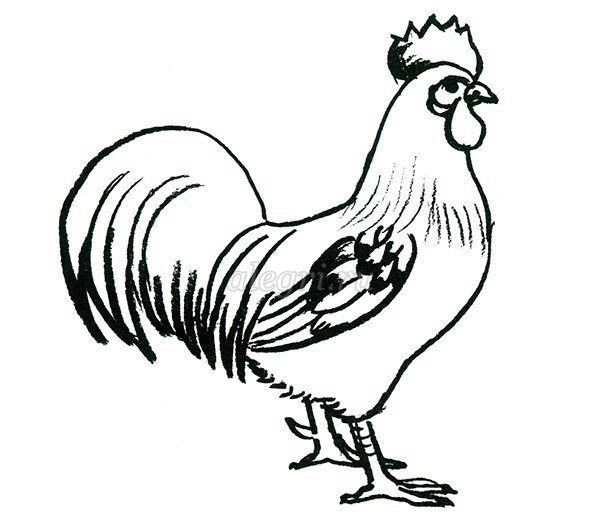 Рисунок петуха для срисовки