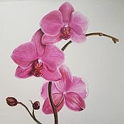 Нарисовать орхидею