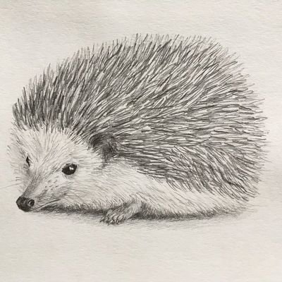 Набросок ежа
