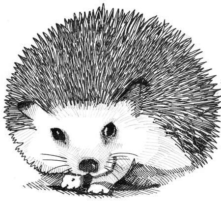 Еж рисунок карандашом