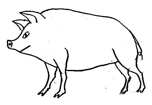 Кабан вид сбоку