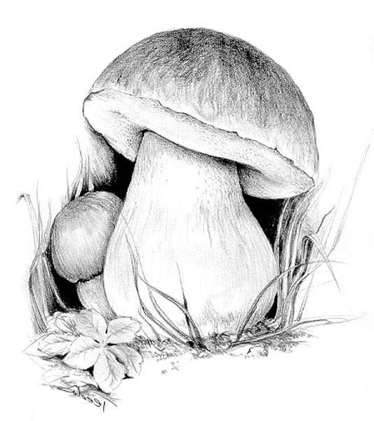 Трафарет гриба для аппликации