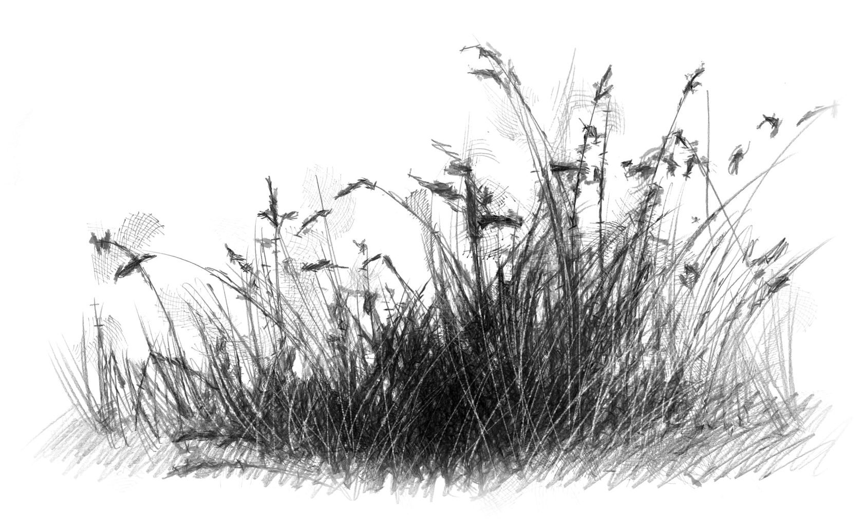 Простые рисунки травы (70 фото) » Рисунки для срисовки и не только