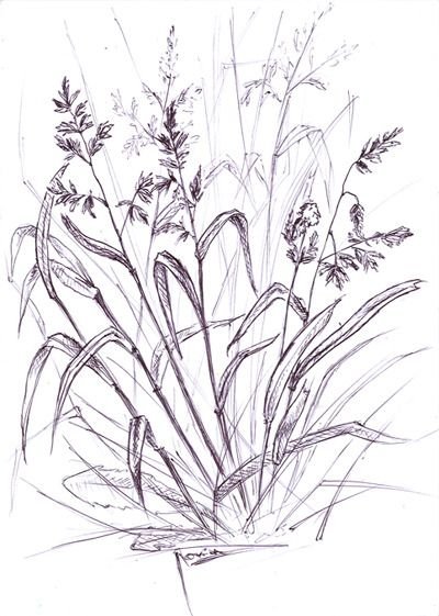 Зарисовки трав