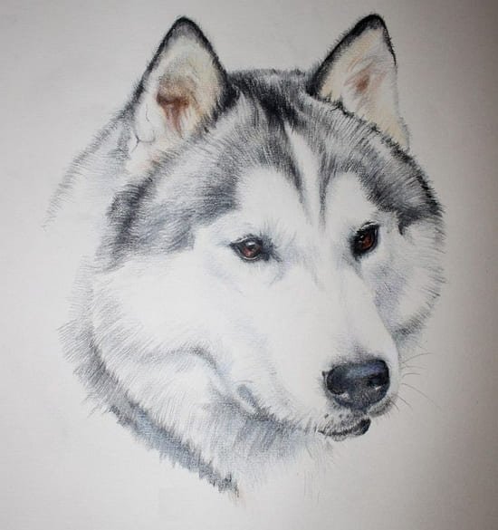Лайка карандашом