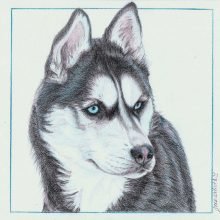 Рисование собаки хаски