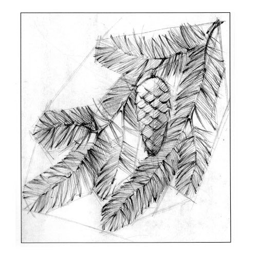 Ветка елки карандашом