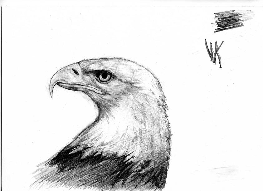 Рисунок карандашом для срисовки орел