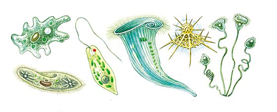 Простейшие одноклеточные организмы амеба