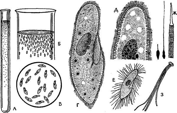 Инфузория туфелька в пробирке