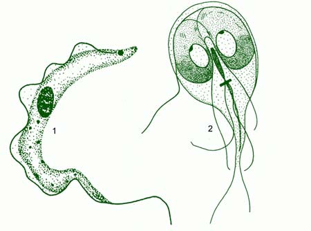 Лямблия эвглена зелёная трипаносома