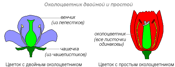 Строение цветка околоцветник схема